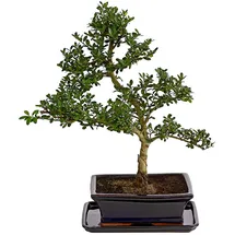 Dehner Outdoor-Bonsai Japanische Stechpalme - Ilex crenata, Dunkelgrün