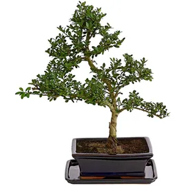 Dehner Outdoor-Bonsai Japanische Stechpalme - Ilex crenata, Dunkelgrün