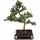 Dehner Outdoor-Bonsai Japanische Stechpalme - Ilex crenata, Dunkelgrün