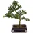 Dehner Outdoor-Bonsai Japanische Stechpalme - Ilex crenata, Dunkelgrün