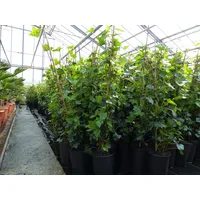 Grünwaren 10 Stück Efeu Hedera helix 100-120 cm Heckenpflanze