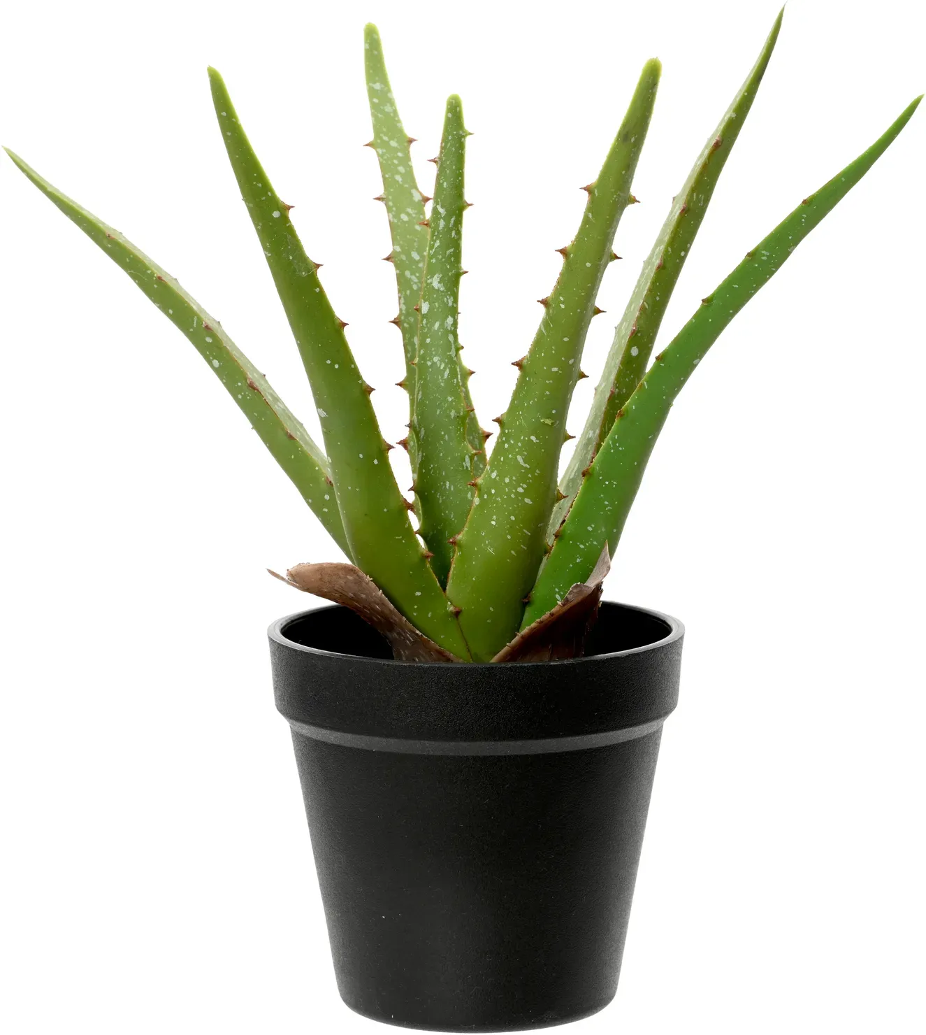 Aloe 25cm im Topf grün