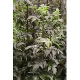PlantaPro Sambucus nigra 'Black Tower' 9x9 cm Topf – Winterhart, Mehrjährig, Pflegeleicht – Schwarzer Holunder – Heckenpflanze für Garten & Sichtschutz