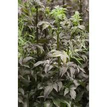 PlantaPro Sambucus nigra 'Black Tower' 9x9 cm Topf – Winterhart, Mehrjährig, Pflegeleicht – Schwarzer Holunder – Heckenpflanze für Garten & Sichtschutz