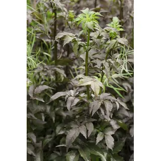 PlantaPro Sambucus nigra 'Black Tower' 9x9 cm Topf – Winterhart, Mehrjährig, Pflegeleicht – Schwarzer Holunder – Heckenpflanze für Garten & Sichtschutz