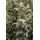 PlantaPro Sambucus nigra 'Black Tower' 9x9 cm Topf – Winterhart, Mehrjährig, Pflegeleicht – Schwarzer Holunder – Heckenpflanze für Garten & Sichtschutz