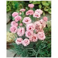Pflanzen Für Dich Dianthus plumarius 'Ine', Federnelke, rosa, ca.