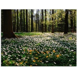 Artland Glasbild »Frühlingswald bedeckt mit Windröschen«, Wald, (1 St.), in verschiedenen Größen, grün