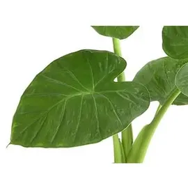 Blumen-Senf Pfeilblatt - Alocasia cucullata, Grün