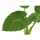 Blumen-Senf Pfeilblatt - Alocasia cucullata, Grün