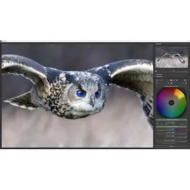 Ashampoo DENOISE #6 ; 1 Gerät Dauerhaft gültig