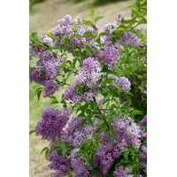 Pflanzen Für Dich Syringa chinensis 'Saugeana' p 9 we.