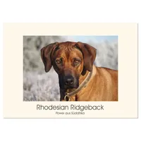 Calvendo Rhodesian Ridgeback Power aus Südafrika (Tischkalender 2026 DIN