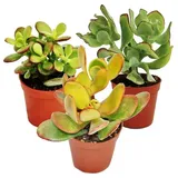 EXOTENHERZ Geldbaum-Set, 3 verschiedene Crassula-Arten im 5,5cm Topf