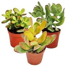 EXOTENHERZ Geldbaum-Set 3 verschiedene Crassula-Arten 5,5cm Topf