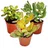 EXOTENHERZ Geldbaum-Set, 3 verschiedene Crassula-Arten im 5,5cm Topf