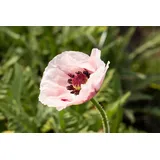 Staudenkulturen Wauschkuhn Staude Papaver orientale Royal Wedding