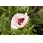 Staudenkulturen Wauschkuhn Staude Papaver orientale Royal Wedding