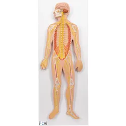 Nervensystem Modell, 1/2 natürliche Größe - 3B Smart Anatomy