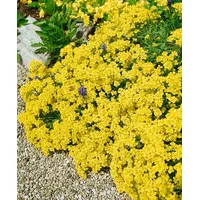 Pflanzen Für Dich Alyssum saxatile 'Sulphureum' Steinkraut, ca. 9x9