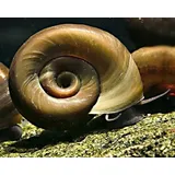 Garnelio - 5x Teich Posthornschnecke - Planorbella corneus