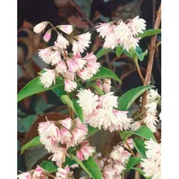 Pflanzen Für Dich Deutzia scabra 'Codsall Pink', 3l 40-