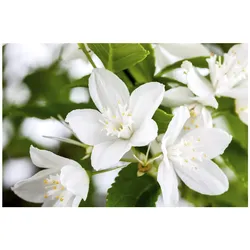 Deutzia gracilis, Maiblumenstrauch, weiß, 30–40 cm