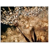 Artland Glasbild Pusteblume Goldschimmer, Blumen, (1 St.)