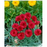 Pflanzen Für Dich Dianthus plumarius 'Desmond', Federnelke, rosa, ca.