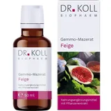 Dr. Koll Biopharm GmbH Gemmo-Mazerat Feige Ficus carica Tropfen