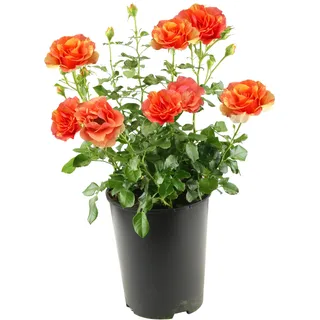 Tchibo - Rose »Lollipop« - gelb