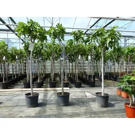 grünwaren Feigenbaum 150-180 cm Obstbaum winterhart kräftiger Stamm, Ficus Carica, Feige, Obst