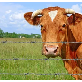 Karat Stacheldraht 50 m grün