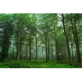 Papermoon Fototapete »Photo-Art LEIF LONDAL, Blick auf den Wald bunt