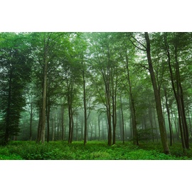Papermoon Fototapete »Photo-Art LEIF LONDAL, Blick auf den Wald bunt