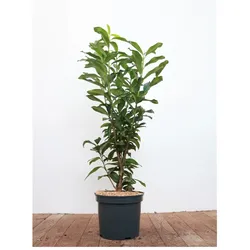 Prunus laurocerasus 'Genolia', Kirschlorbeer, immergrün, 80–100 cm