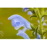 PlantaPro Salvia pratensis, Wiesensalbei violett, ca. 9x9 cm Topf