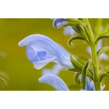 PlantaPro Salvia pratensis, Wiesensalbei violett, ca. 9x9 cm Topf