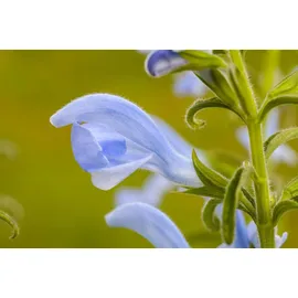 PlantaPro Salvia pratensis, Wiesensalbei violett, ca. 9x9 cm Topf