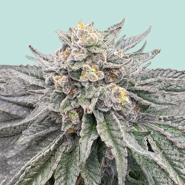 Mainhattan Seeds Mainhattan 3 Samen