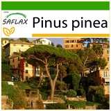 Saflax - Mittelmeer - Pinie - Pinus pinea