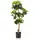 HJH Office Kunstpflanze SCHEFFLERA / Kunstbaum im Topf, mit Echtholzstamm, Höhe 100 cm