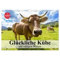 Calvendo Glückliche Kühe auf saftigen Wiesen (Wandkalender 2026 DIN