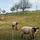 casa pura Wildzaun 50 m x 150 cm Silber/Eisen