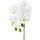 Creativ green Kunstorchidee CREATIV GREEN "Orchidee Phalaenopsis", weiß, H:44cm, Kunstpflanzen, mit real-touch-Blüten