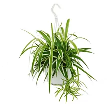 EXOTENHERZ Chlorophytum, Grünlilie, Ampelpflanze 15cm Topf