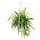 EXOTENHERZ Chlorophytum, Grünlilie, Ampelpflanze 15cm Topf