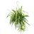 EXOTENHERZ Chlorophytum, Grünlilie, Ampelpflanze 15cm Topf