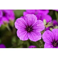Pflanzen Für Dich Geranium sanguineum p 12