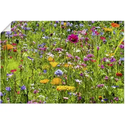 Wandbild ARTLAND "Bunte Blumenwiese", bunt (farbe bild(er): bunt), B:60cm H:40cm, Bilder, als Alubild, Outdoorbild, Leinwandbild, Poster, Wandaufkleber